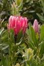 Protea neriifolia flower