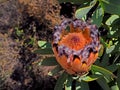 Black-bearded Protea - Protea neriifolia, Family Proteaceae