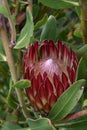 Protea obtusifolia, Limestone sugarbush, Bredasdorp protea Royalty Free Stock Photo