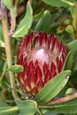 Protea obtusifolia, Limestone sugarbush, Bredasdorp protea Royalty Free Stock Photo