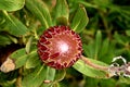 Protea obtusifolia, Limestone sugarbush, Bredasdorp protea Royalty Free Stock Photo