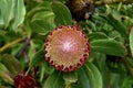 Protea obtusifolia, Limestone sugarbush, Bredasdorp protea Royalty Free Stock Photo