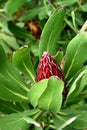 Protea obtusifolia, Limestone sugarbush, Bredasdorp protea Royalty Free Stock Photo