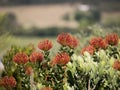 Protea Orange Pin Cushion Flower Royalty Free Stock Photo