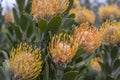 Protea Orange Pin Cushion Flower Royalty Free Stock Photo