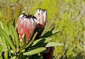 Protea plant with flowers Royalty Free Stock Photo