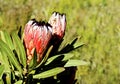 Protea plant with flowers Royalty Free Stock Photo