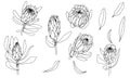 Protea, set of exotic flowers, graphics, vector. Royalty Free Stock Photo