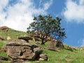 Protea shrub in drakensberg