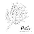 Protea Sketch Floral Botany Collection. Sugarbushes flower drawings. Black and white with line art on white backgrounds. Hand