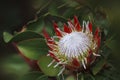 Protea Sugarbush Proteaceae Royalty Free Stock Photo