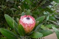 Protea Susara from Madeira