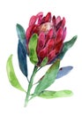 Protea. Watercolor illustration of flower. Isolated object on white background. Handdrawn picture. Royalty Free Stock Photo