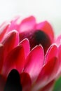 Proteaceae blossom flower closeup Royalty Free Stock Photo