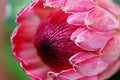 Proteaceae flower bud closeup