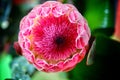 Proteaceae flower closeup