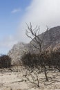 Proteas burnt during a wildfire Royalty Free Stock Photo