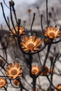 Proteas burnt during a wildfire Royalty Free Stock Photo
