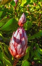 Proteas 2