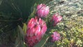 Proteas, Western Cape, South Africa