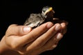 Protect bird life, bird eye contact was save in woman hand on black background, isolated horizontal color image. Royalty Free Stock Photo