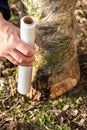 Protect for dehydration a inculated and fruiting beech tree stub in a mushroom farm, fungiculture