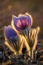 Protected beautiful purple greater eastern or pasque flower Pulsatilla grandis