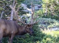 A Protected Bull Elk with Six Point Rack Eating Vegetation in Rocky Mountain National Park Royalty Free Stock Photo