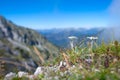 The protected Edelweiss mountain flower on the Bergamo Alps. Royalty Free Stock Photo