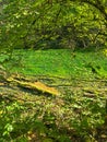 Protected forest landscape of the small river Kamacnik, canyon in Gorski kotar, Croatia Royalty Free Stock Photo