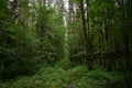 Protected forest a set of trees over the direct path, receding into the distance, a green fluffy carpet of grass Royalty Free Stock Photo