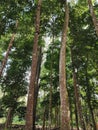 Protected forest tree in melawi west kalimantan. Royalty Free Stock Photo