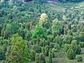 Juniper bushes of heath landscape in Totengrund basin Royalty Free Stock Photo