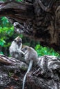 protected monkeys in the protected forest of the Pangandaran coast wiest java indonesia Royalty Free Stock Photo