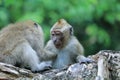 protected monkeys in the Pangandaran Beach Nature Reserve, Indonesia