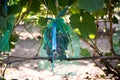 Protected ripe grapes with fine mesh bags hanging on branches