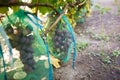 Protected ripe grapes with fine mesh bags hanging on branches