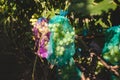 Protected ripe grapes with fine mesh bags hanging on branches Royalty Free Stock Photo