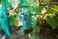 Protected ripe grapes with fine mesh bags hanging on branches