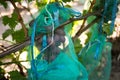 Protected ripe grapes with fine mesh bags hanging on branches Royalty Free Stock Photo