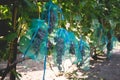 Protected ripe grapes with fine mesh bags hanging on branches Royalty Free Stock Photo