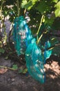 Protected ripe grapes with fine mesh bags hanging on branches Royalty Free Stock Photo