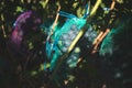Protected ripe grapes with fine mesh bags hanging on branches Royalty Free Stock Photo