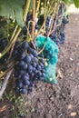 Protected ripe grapes with fine mesh bags hanging on branches Royalty Free Stock Photo