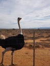 Protected wildlife. Ostriches