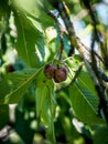 Protecting cherries from brown rot Royalty Free Stock Photo