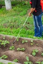 Protecting eggplant plants from fungal disease or vermin with pr