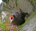 Protecting nest and self-defense. Fulmar spits smelly caustic orange blubber in eyes of predator.