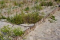 Protection of the beach vegetation by reed fences in the dune landscape at the Baltic Sea, Germany, copy space