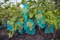 Protection of bunches of grapes with a net, from pests and insects of wasps and bees